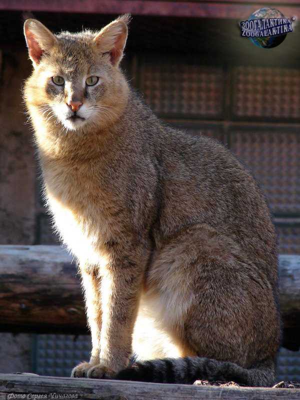 Астраханская кошка: основная информация о породе