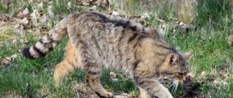 Астраханская кошка - описание породы, вопросы про Астраханских кошек.