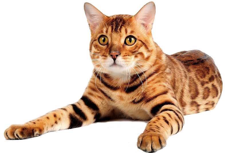 Бенгальская кошка - описание и особенности породы