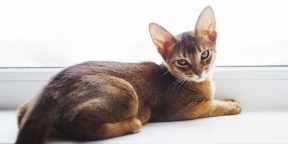 Симптомы агрессии и ее проявления у абиссинской кошки