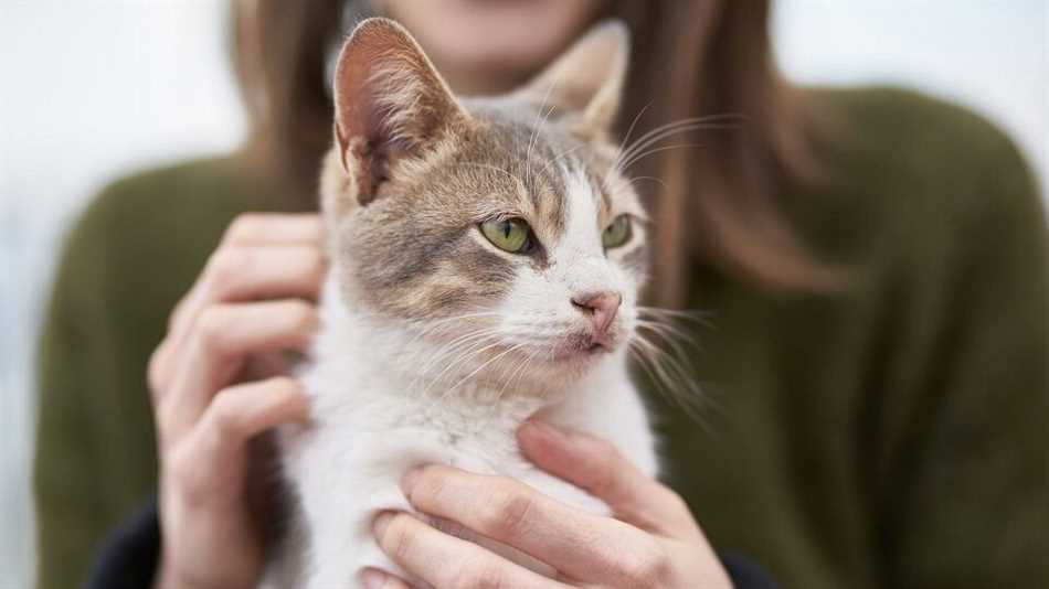 Бывает ли аллергия на кошачью шерсть?