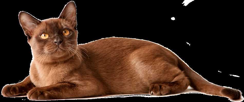 Возможна ли аллергия исключительно на бурманских кошек?
