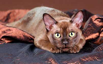 Что такое бурманская кошка?