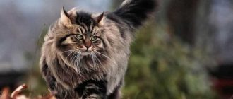 Бывают ли гипоаллергенные шотландские кошки?