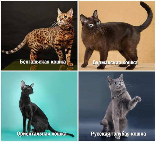 Природа шотландских кошек