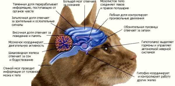 1. Головокружение и неуверенность в движении