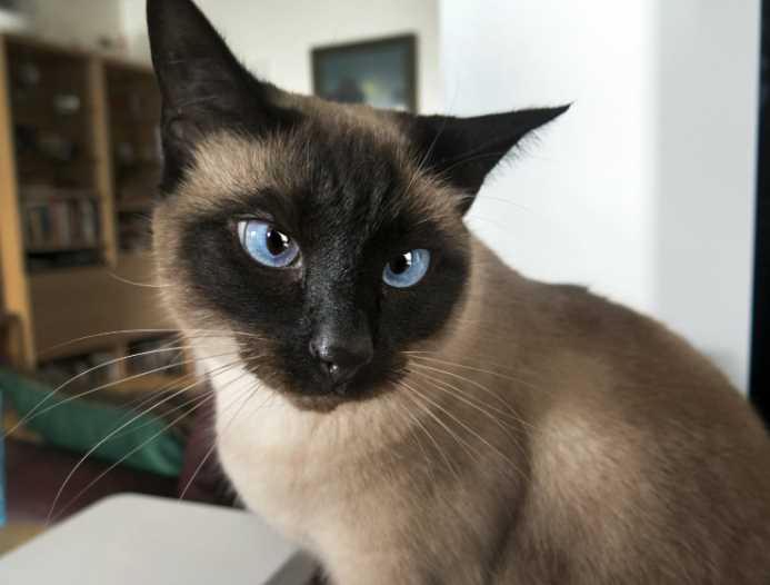 Сиамская кошка: особенности породы