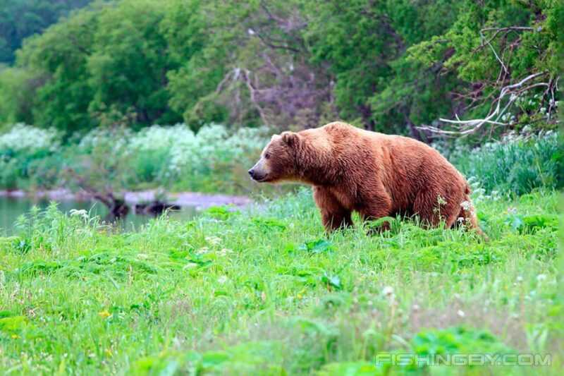 Природа и поведение медведей