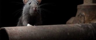 Боятся ли крысы света
