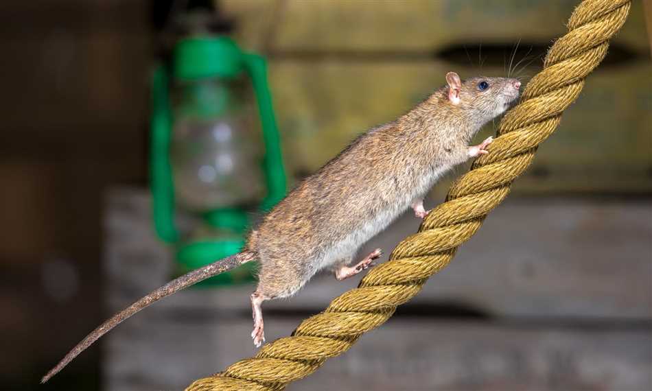 Крысы и их ночной образ жизни