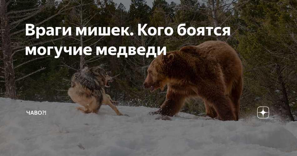 Почему медведи могут побаиваться кошек?