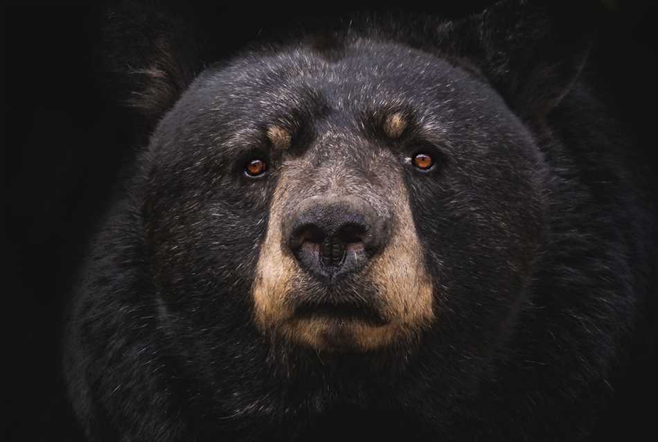 Боятся ли медведи кошек