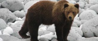Боятся ли медведи ультразвука