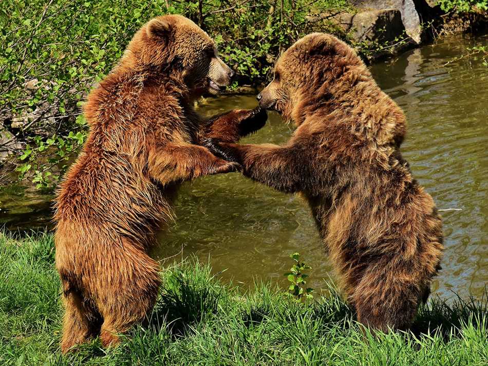 Влияние ультразвука на поведение медведей