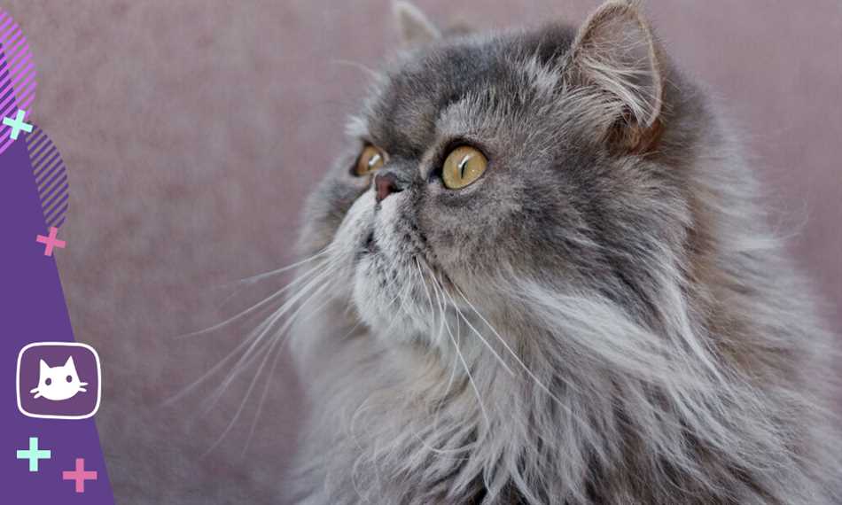 Порода кошек Брахи: основные характеристики и описание