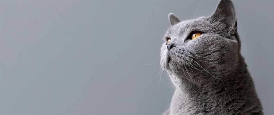 Как снизить риск аллергии на собак при наличии аллергии на кошек?