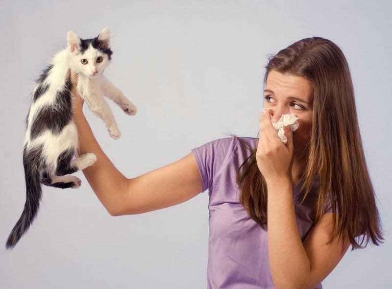 Будет ли аллергия на собак если есть на кошек?