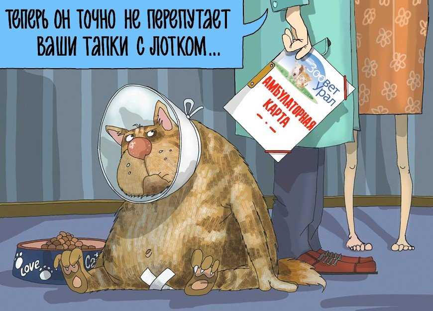 Что такое метка кота и почему она возникает?