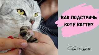 Будет ли царапать кот если подстричь когти?