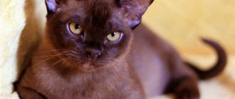 Бурманская кошка - описание породы, вопросы про Бурманских кошек.