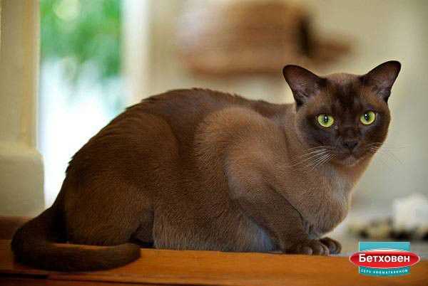 2. Какой характер у бурманских кошек?
