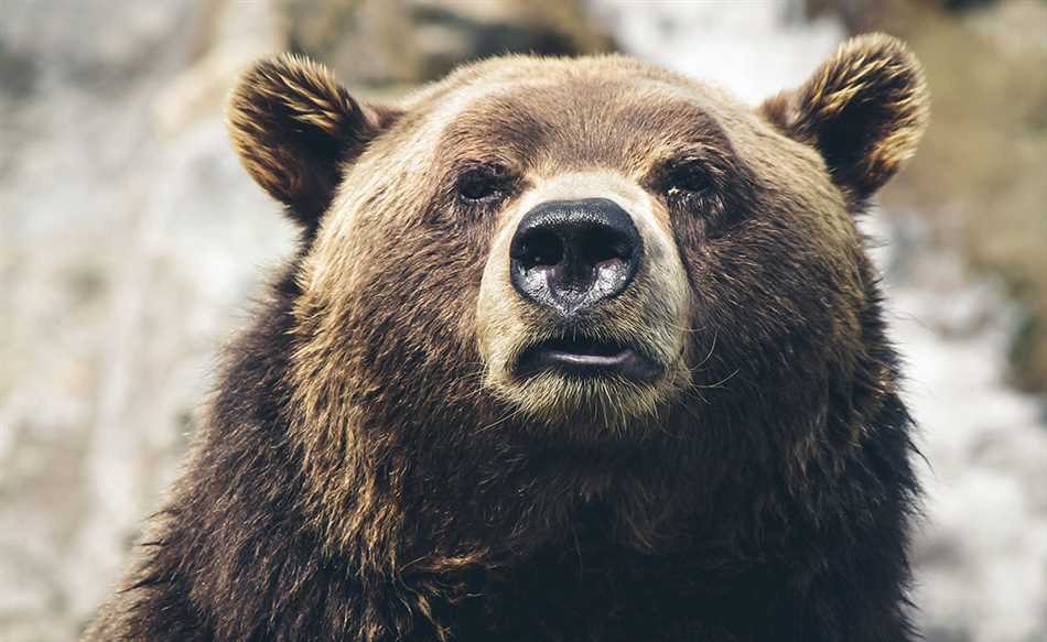 Непогода: страшное испытание для медведя в лесу