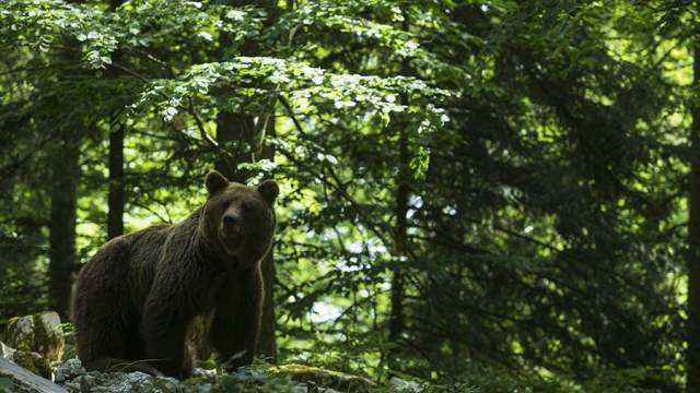 Чего боится медведь больше всего в лесу?