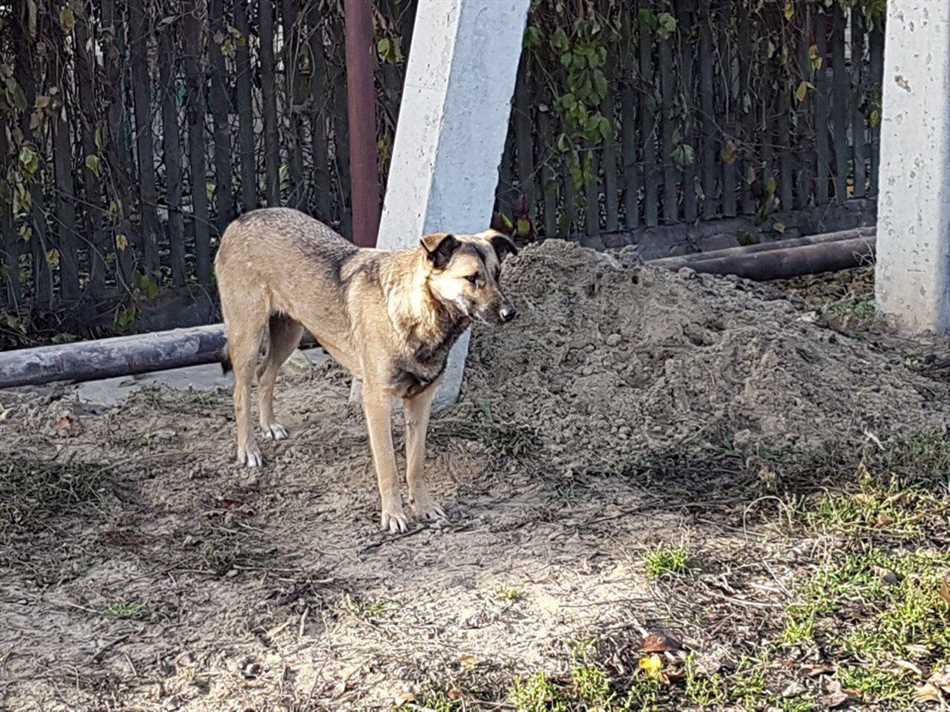 Чего боятся бродячие собаки больше всего?