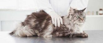 Чем чаще всего болеют коты мейн куны?