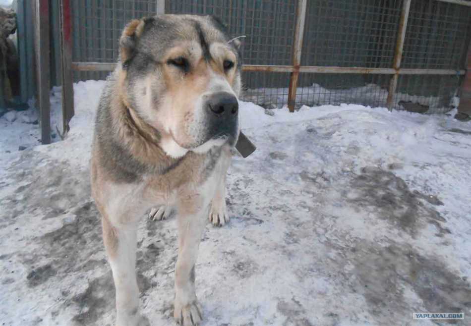 Чем кормить алабая?