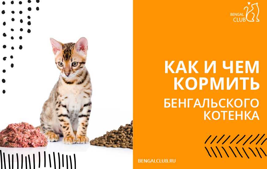 Чем кормить бенгальского котенка?