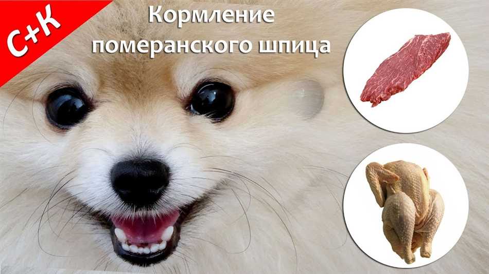 Основные продукты для натурального кормления шпица померанского