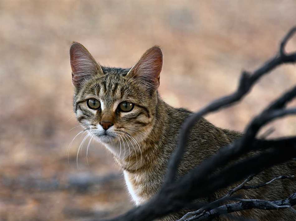 Чем кот отличается от кошки по внешнему виду?