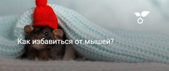 Чем лучше всего закрывать дыры от мышей?