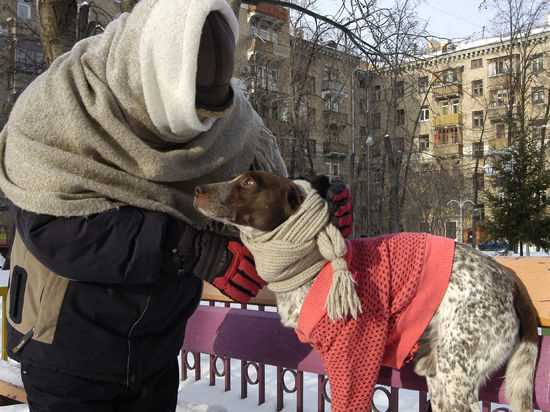 Сухим кормом для бездомной собаки: лучший вариант