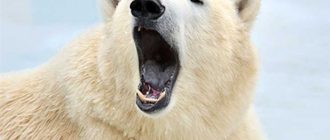 Чем опасен белый медведь?