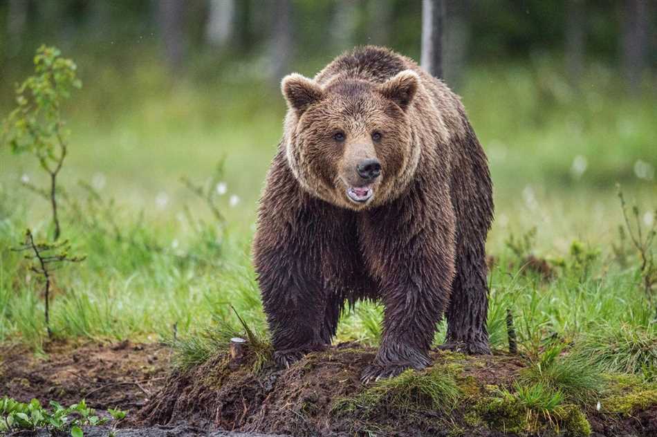 Причины встречи человека и медведя в лесу