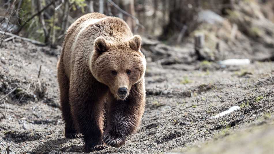Частые места обитания медведей в лесу