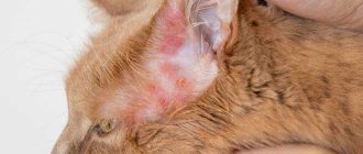 Чем опасна аллергия на кошек?