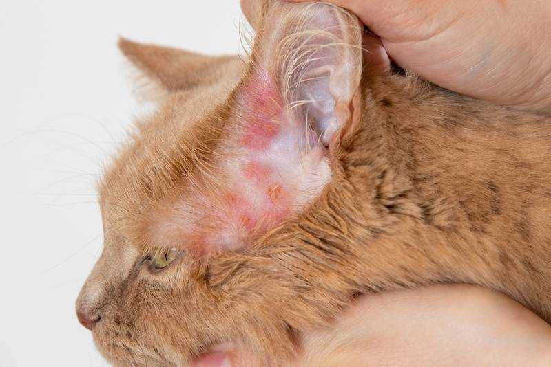 Чем опасна аллергия на кошек?