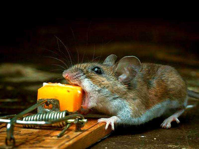 Чем опасна мышь?