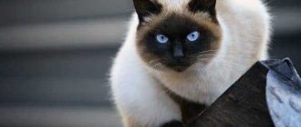 Чем опасны сиамские кошки?