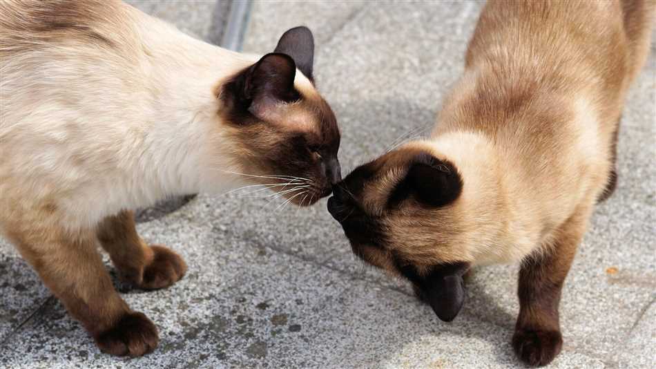 Раздел 2: Повышенная агрессивность сиамских кошек