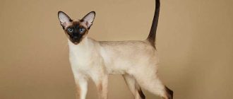 Чем отличается балинезийская кошка от сиамской?