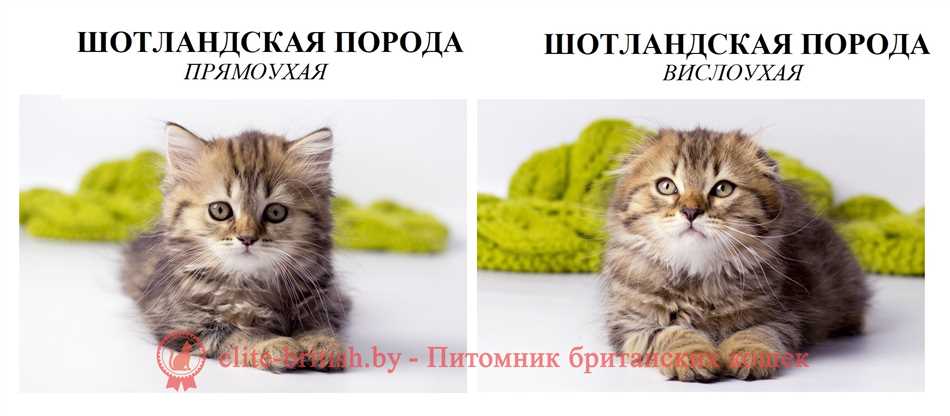 Шотландская вислоухая кошка