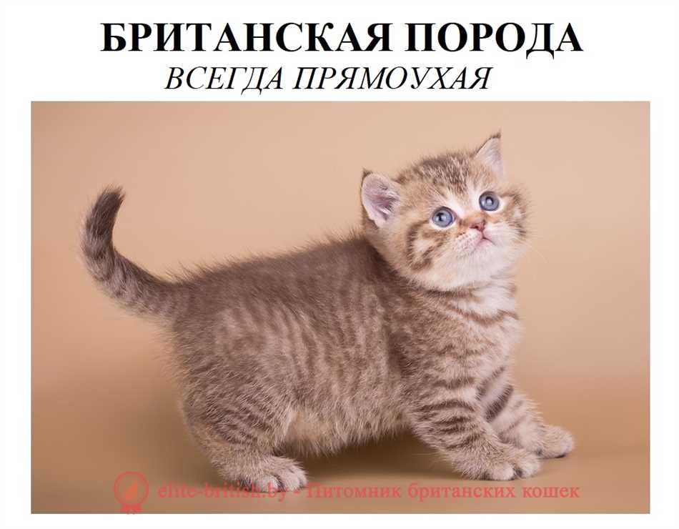 Чем отличается британская короткошерстная от шотландской вислоухой?