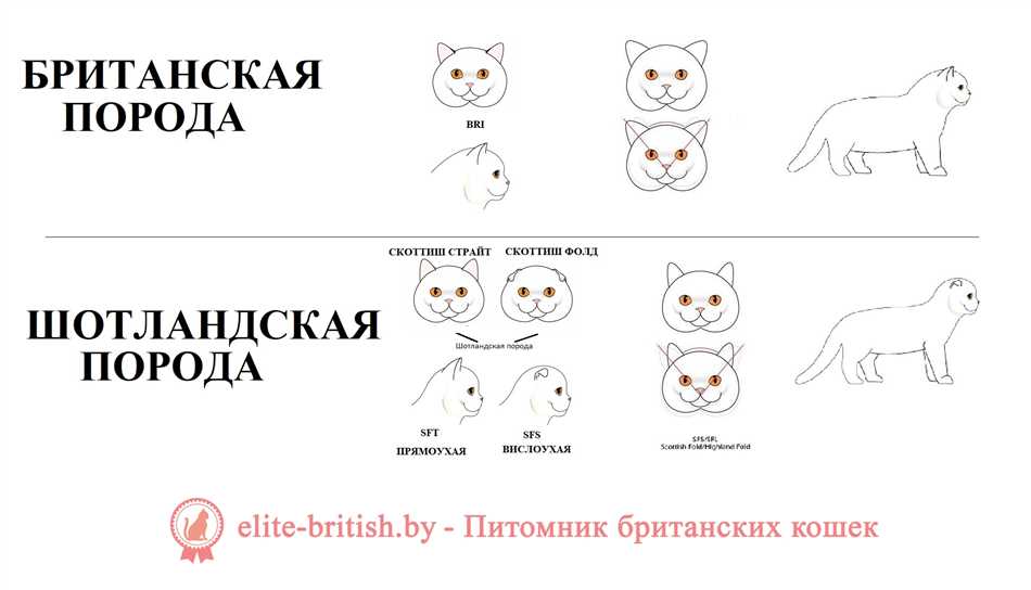 Прямоухие кошки: активность и социальность