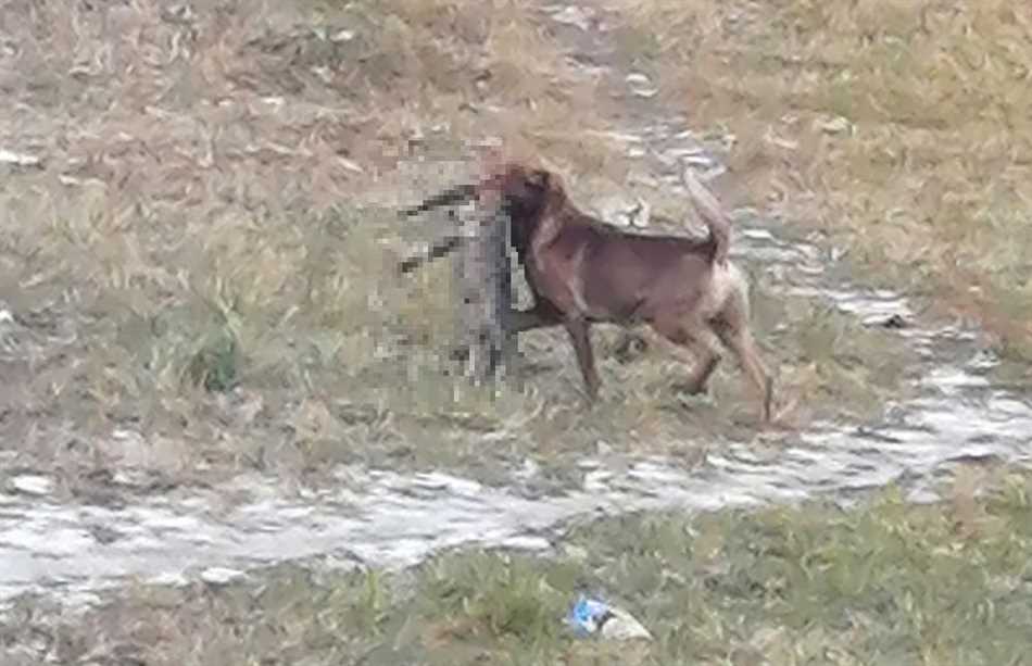 Чем питаются бездомные собаки?