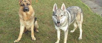 Чем схожи волк и собака? Общие черты и различия двух животных