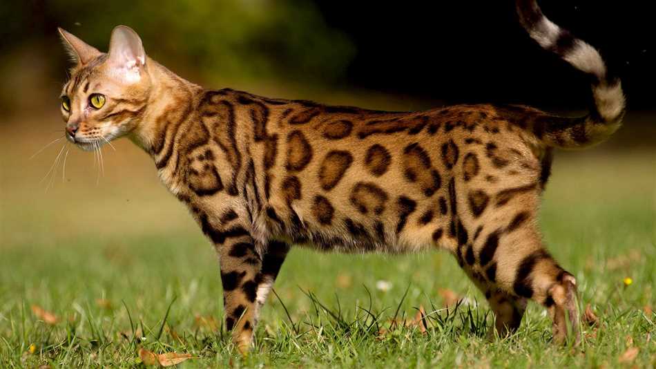 Описание породы бенгальской кошки